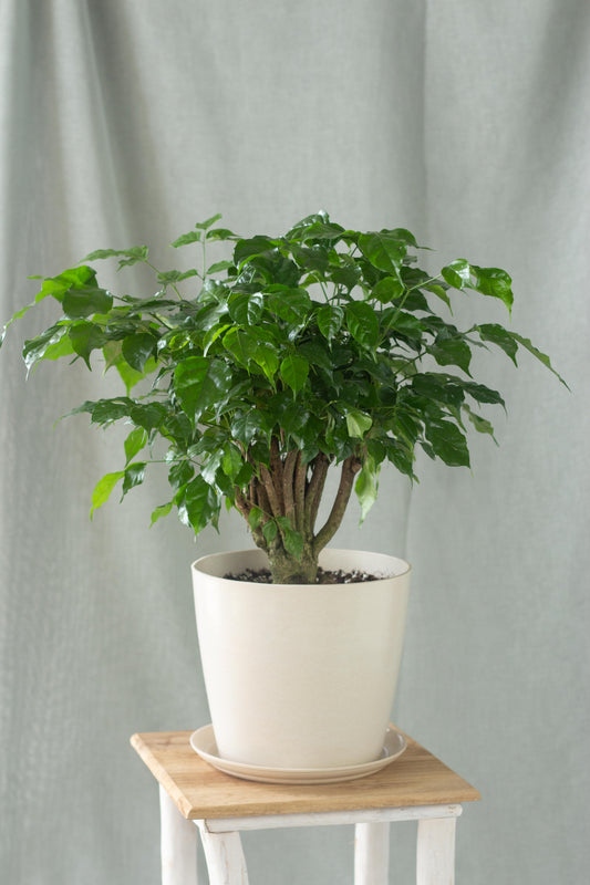 China Doll Plant