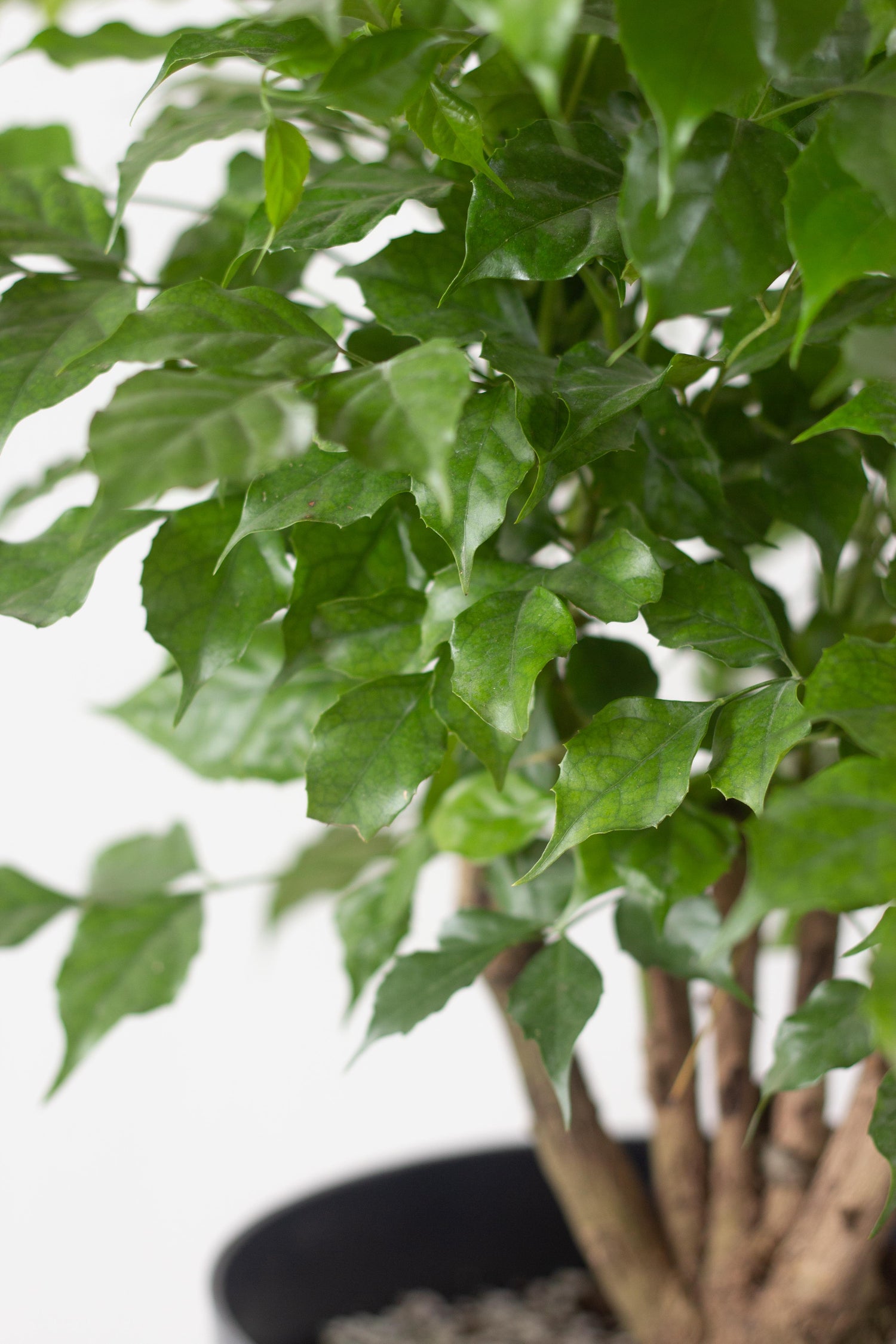 is china doll an indoor plant China Doll Plant – Bloomspace