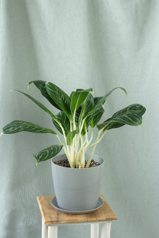 Aglaonema White Stem