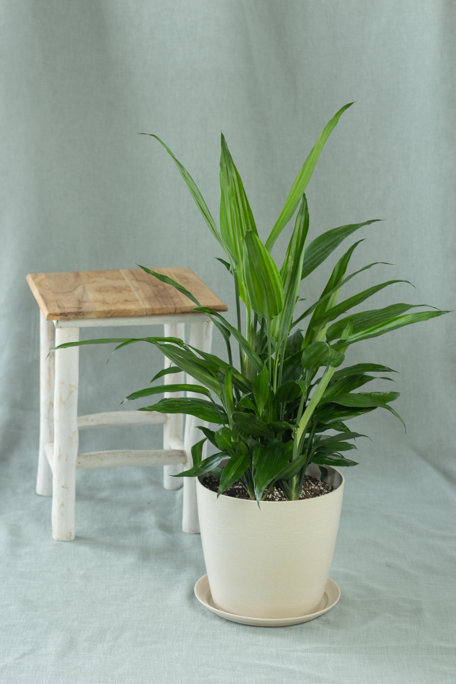 dracaena aubryana Dracaena Aubryana – Bloomspace