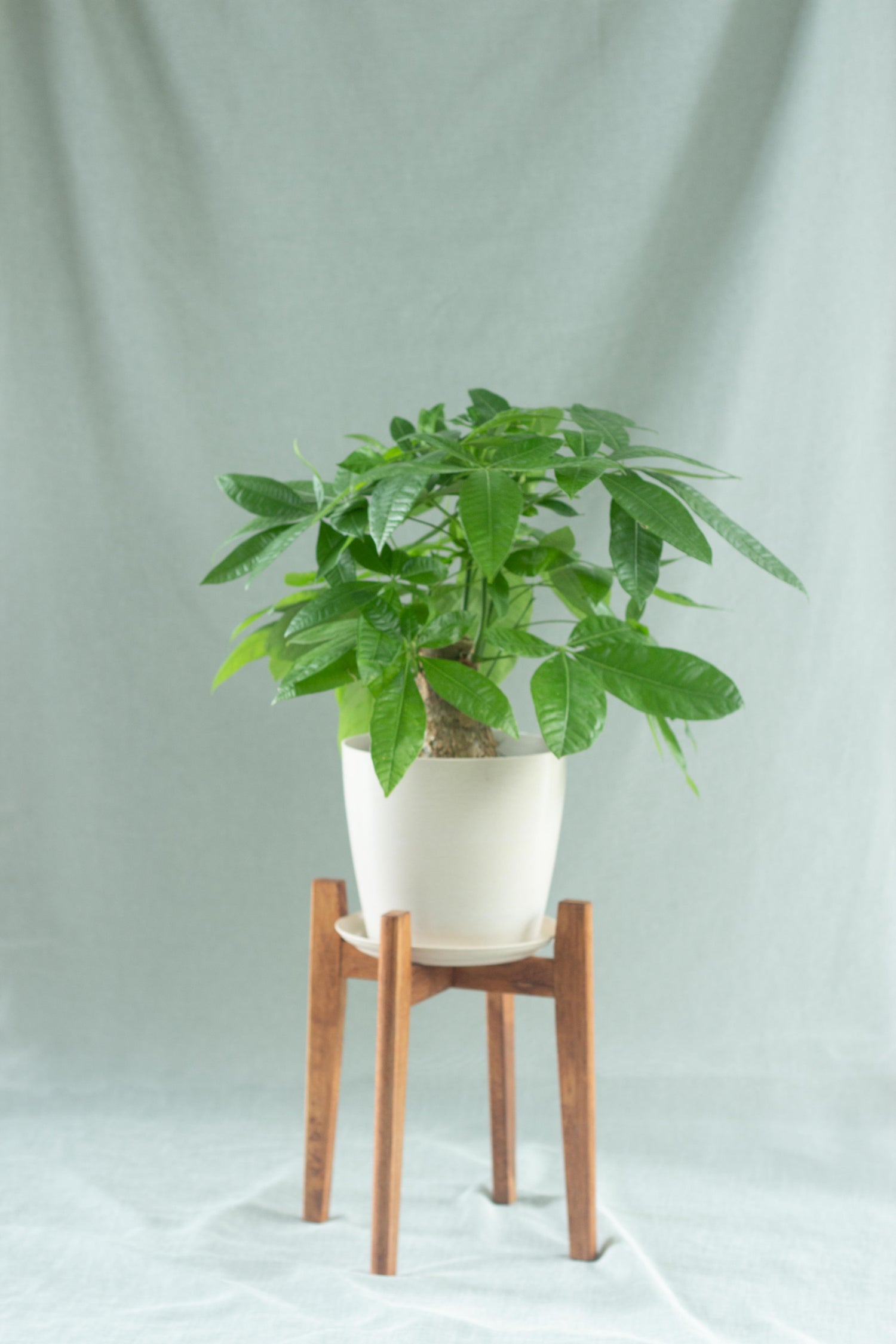 plant stand for money tree Stout Money Tree – Bloomspace