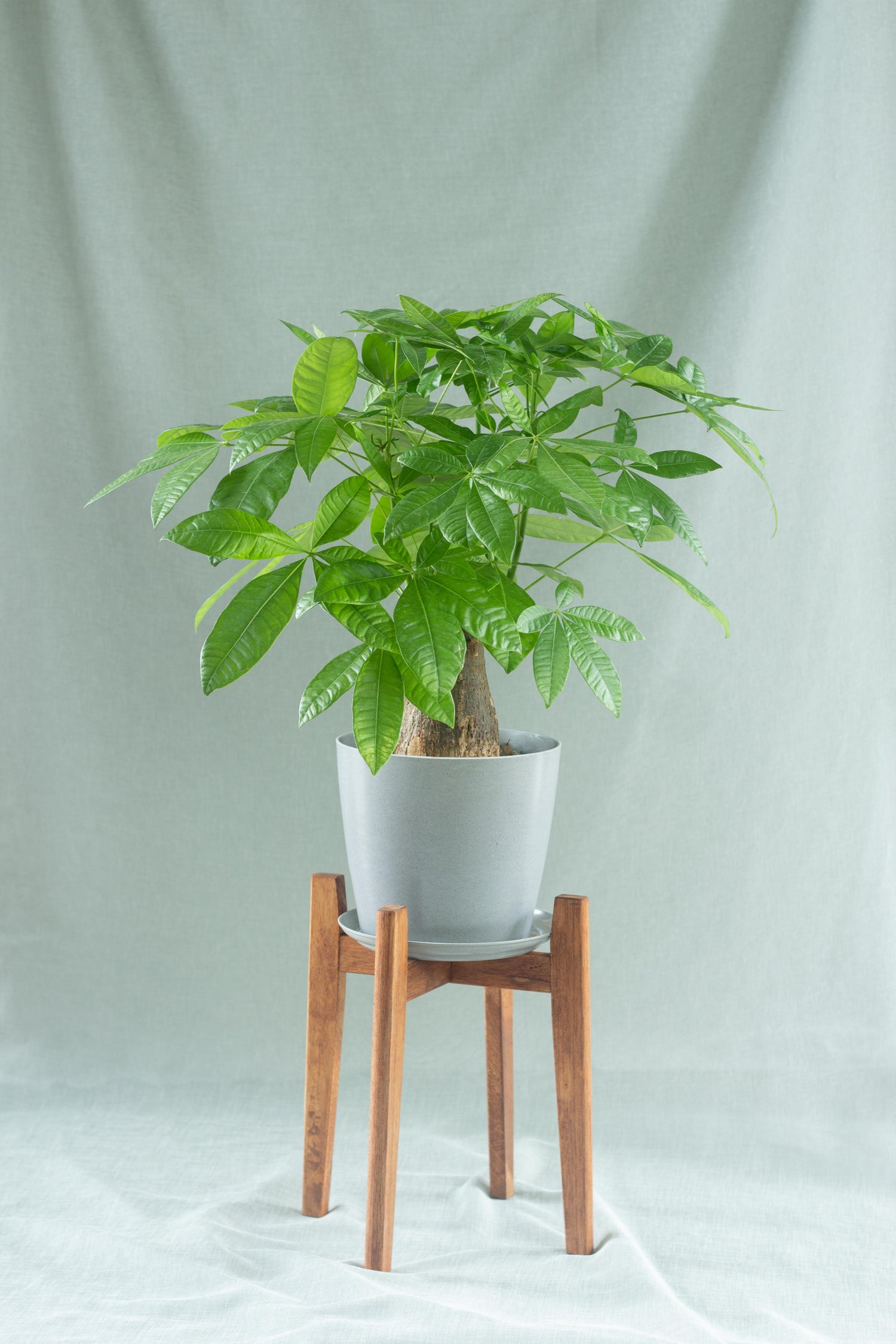 captainsauce money tree Stout Money Tree – Bloomspace