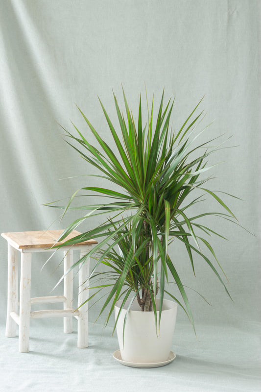 Dracaena Marginata