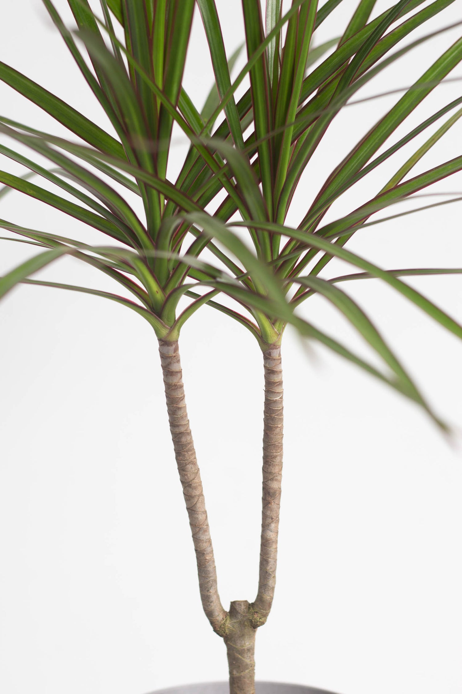 dracaena plant identification Dracaena Marginata – Bloomspace