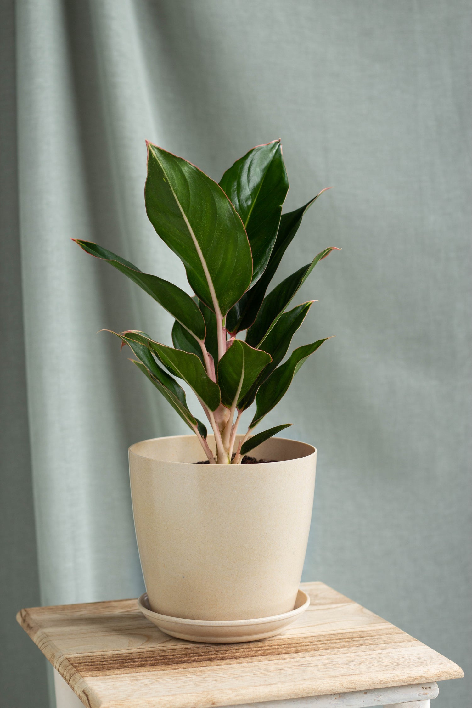 aglaonema sap Aglaonema Sapphire Suzanne – Bloomspace