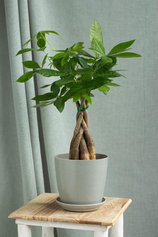 Braided Money Tree