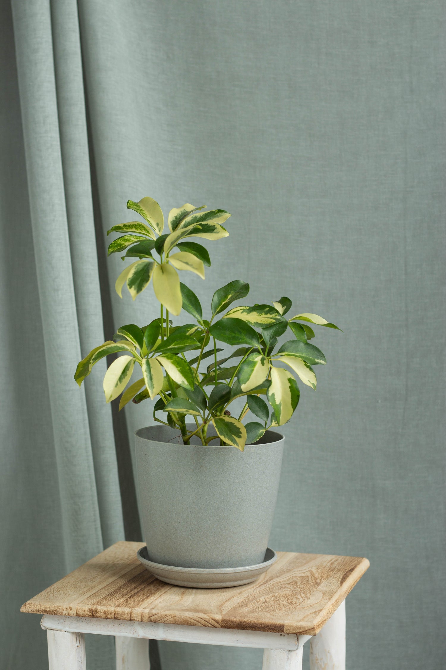 umbrella tree plant indoor Dwarf Umbrella Tree – Bloomspace