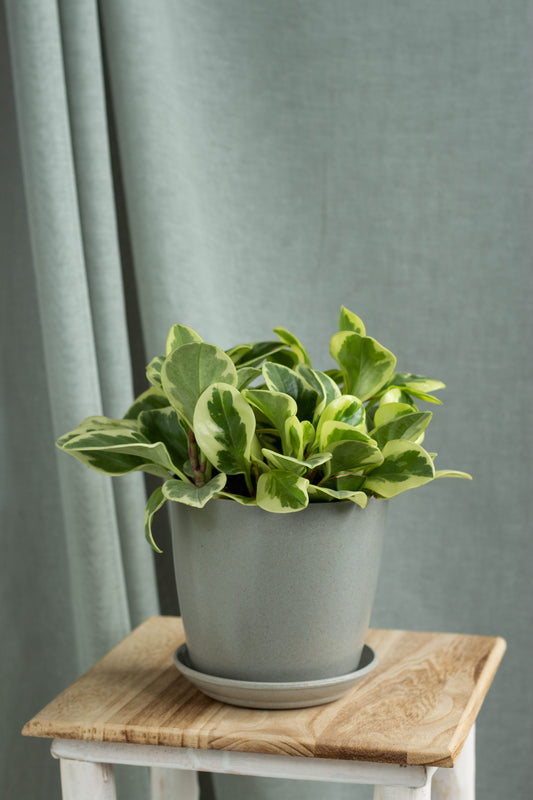 Peperomia Green Variegata