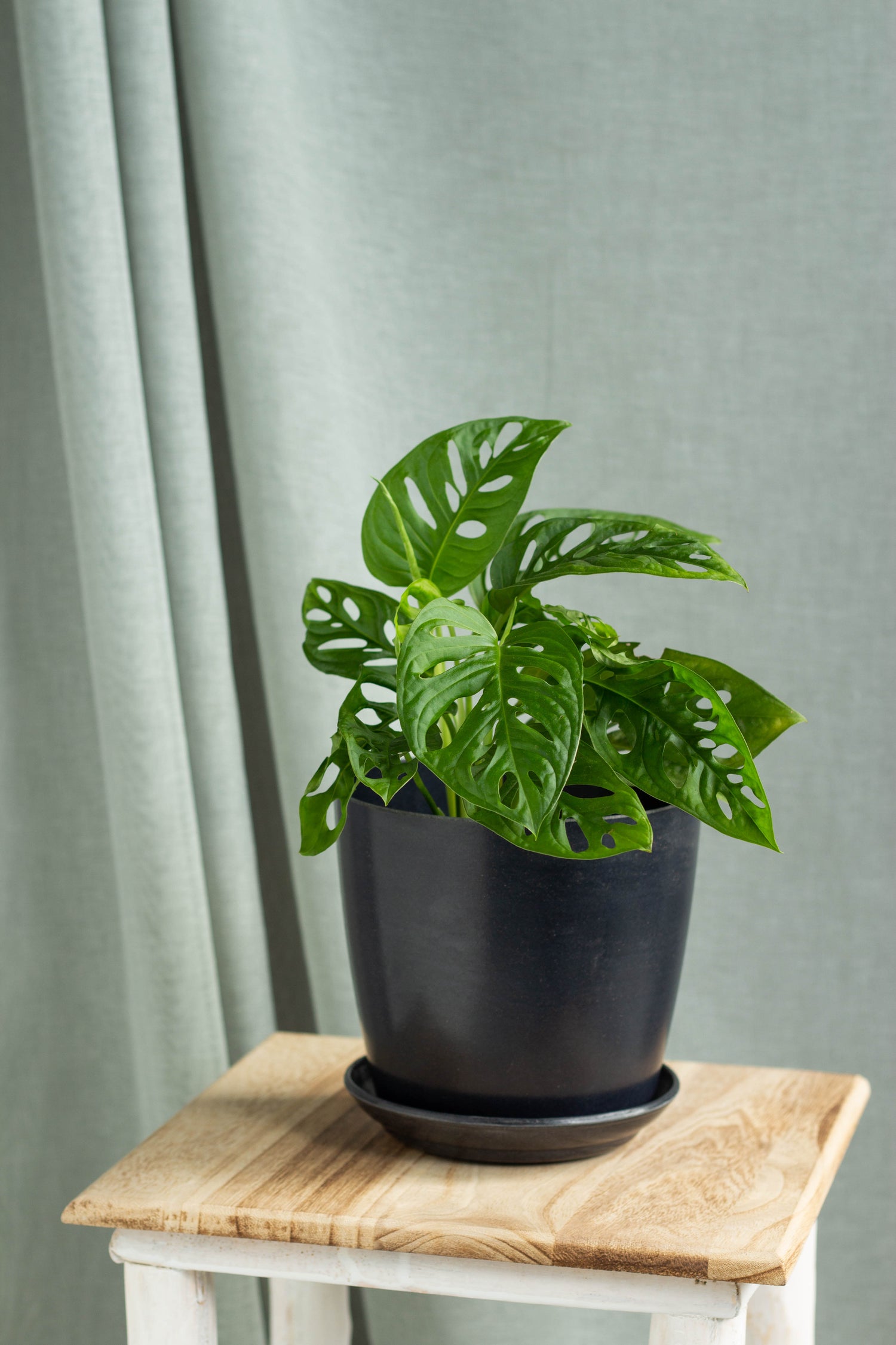 mini monstera adansonii Monstera Adansonii – Bloomspace