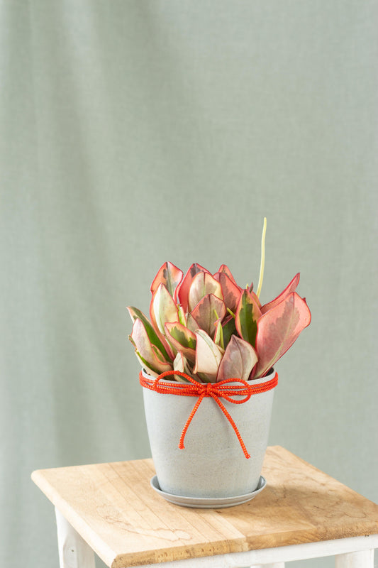 Peperomia Jelly