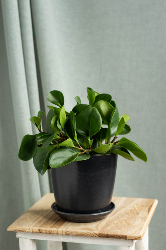 Peperomia Obtusifolia