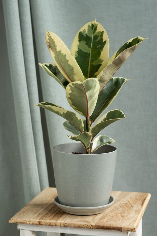 Rubber Plant Variegated