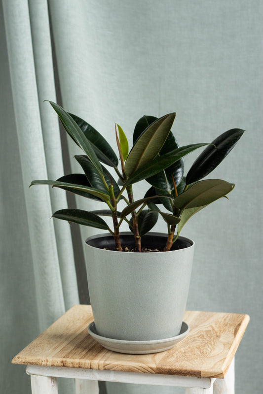 Rubber Plant