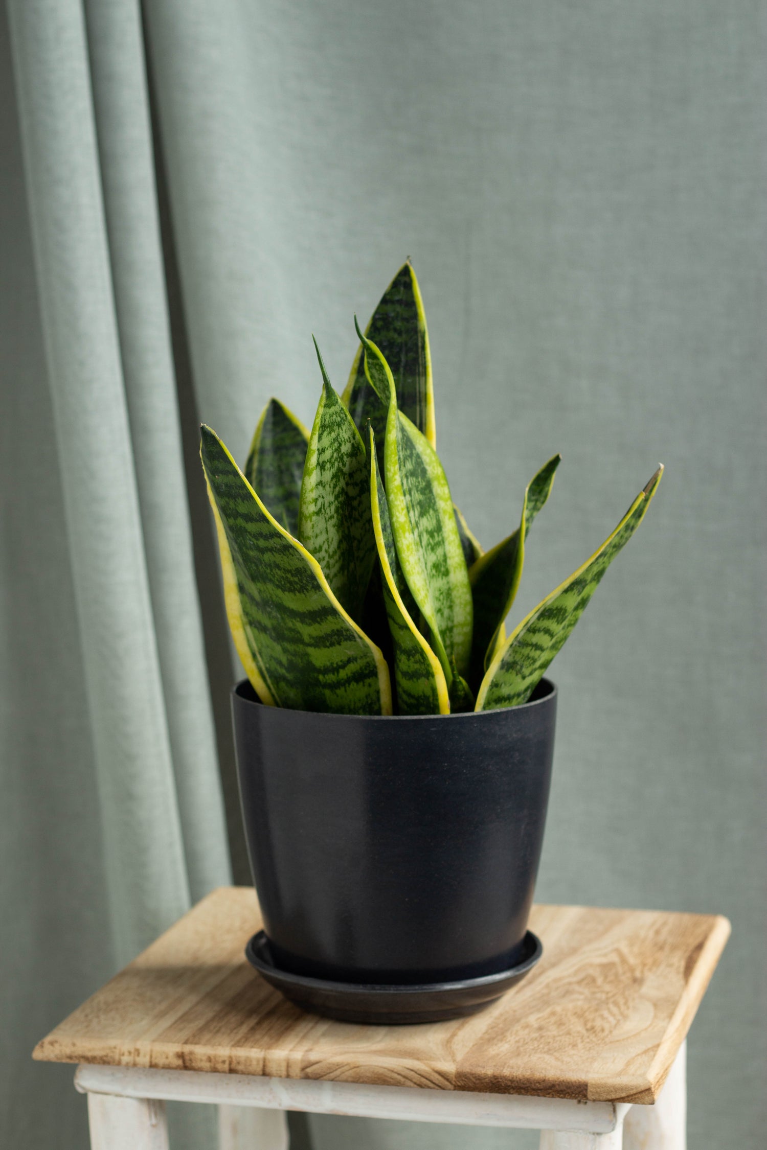 snake plant malaysia Sansevieria – Bloomspace