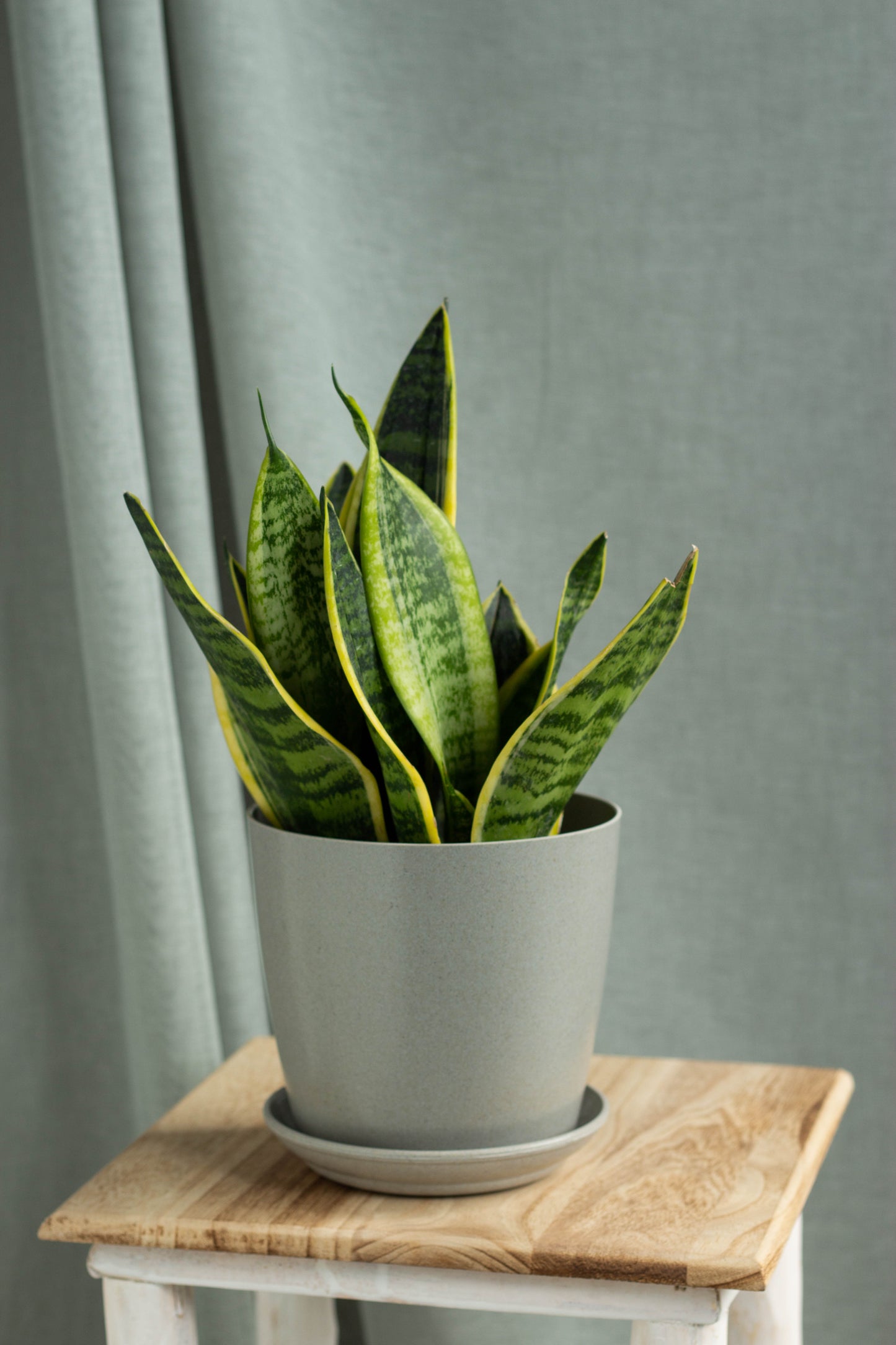 grey snake plant Sansevieria – Bloomspace