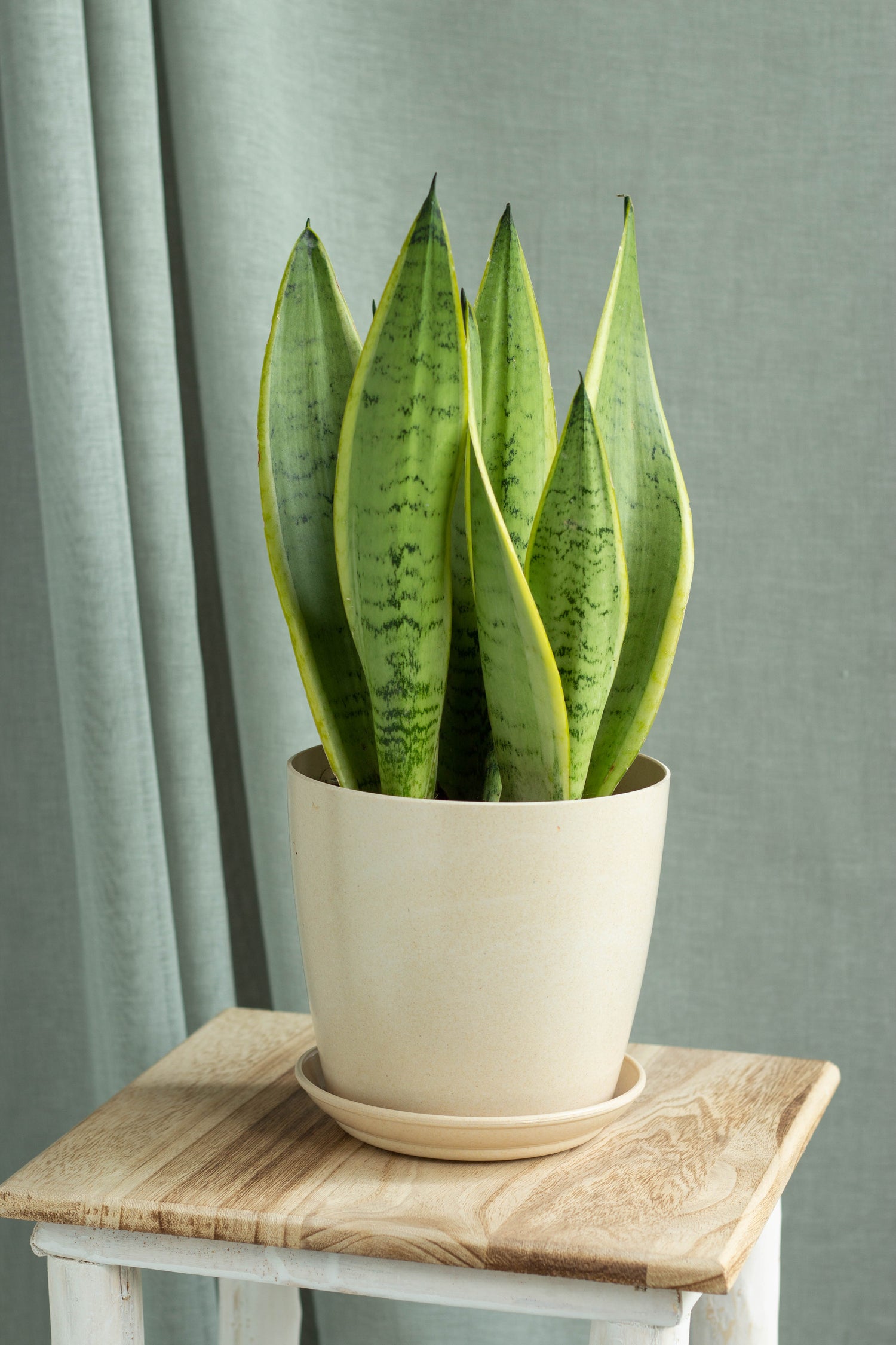 starlight sansevieria Sansevieria Starlight – Bloomspace