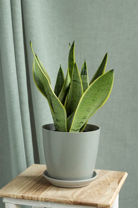 Sansevieria Starlight