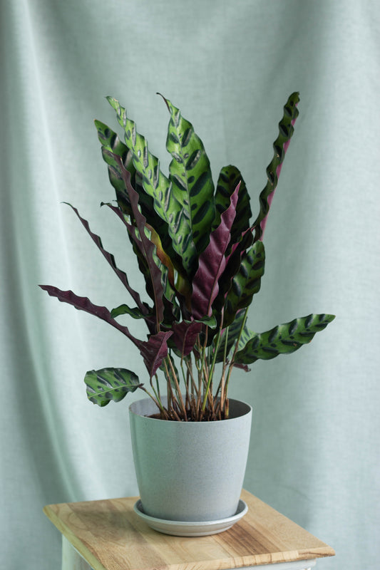 Calathea Lancifolia