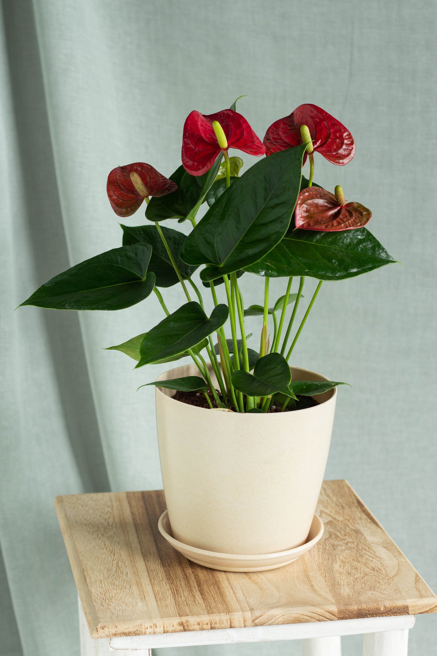 Anthurium