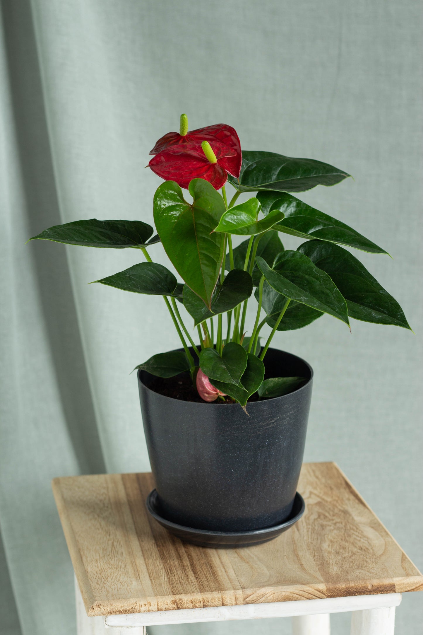 Anthurium
