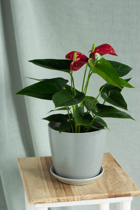 Anthurium