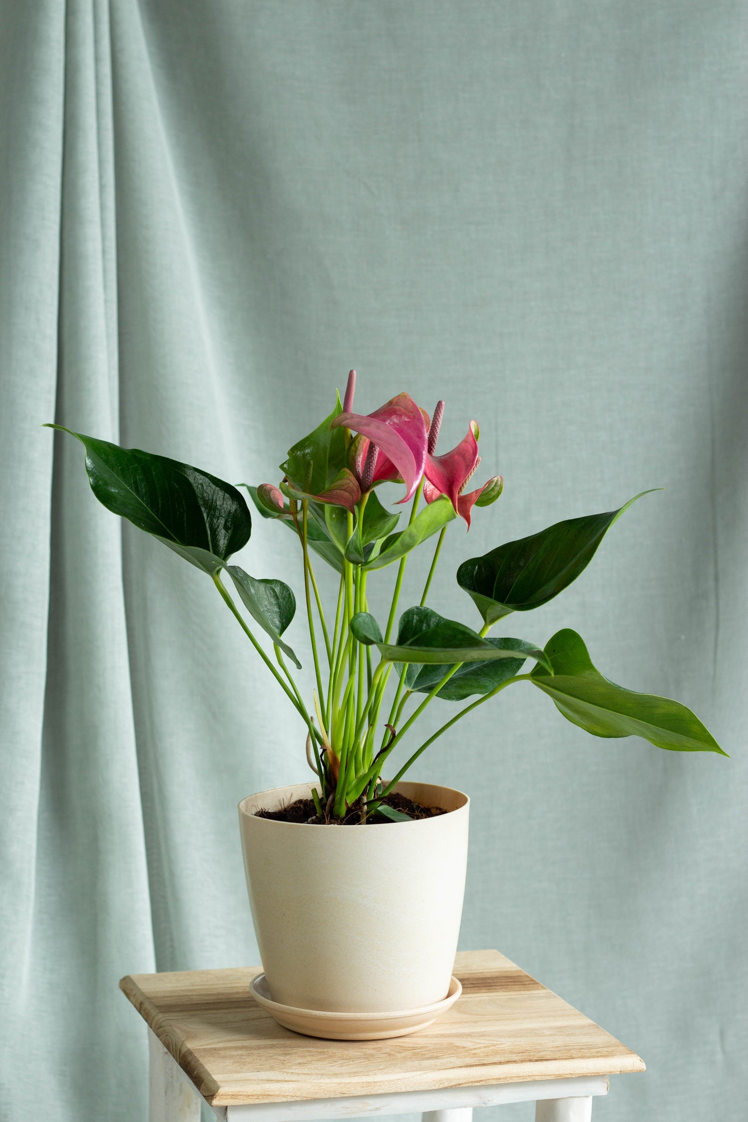 anthurium plant with pink flowers Anthurium Pink – Bloomspace