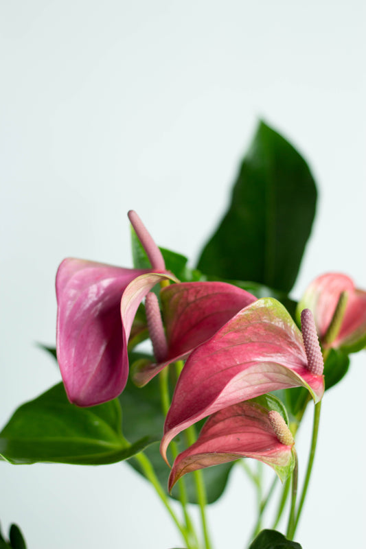 Anthurium Pink