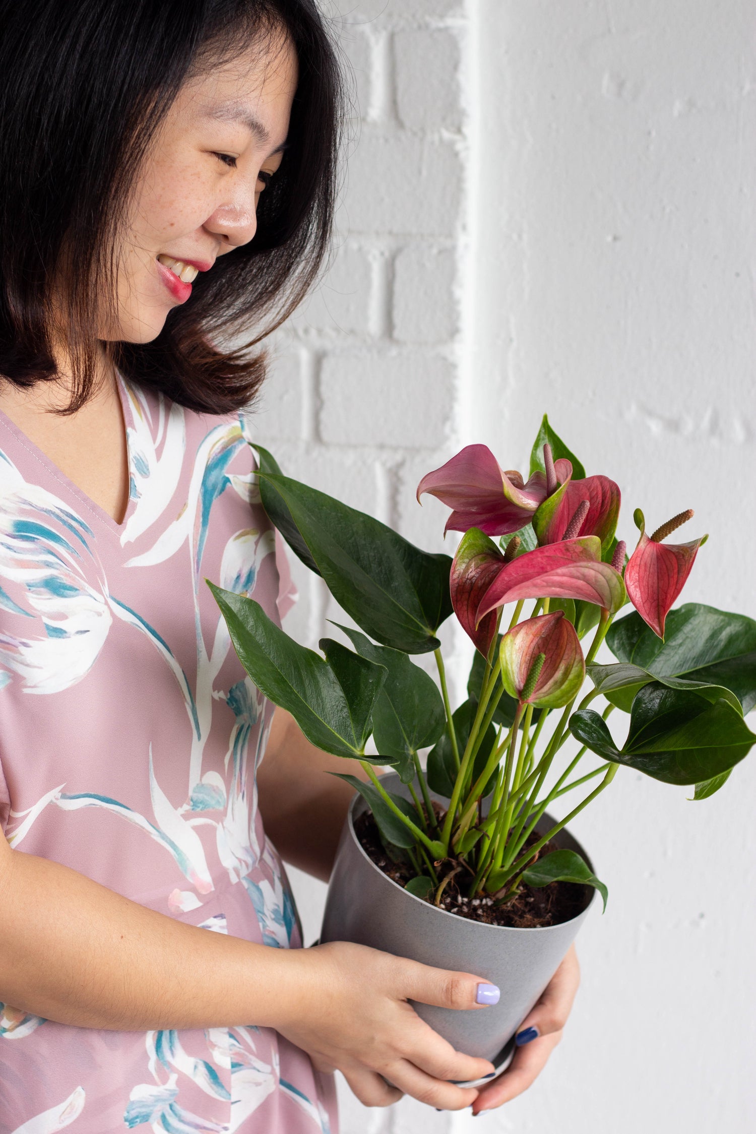 anthurium pink pearl Anthurium Pink – Bloomspace
