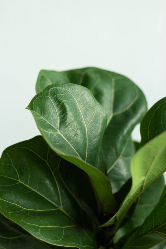 Fiddle Leaf Fig