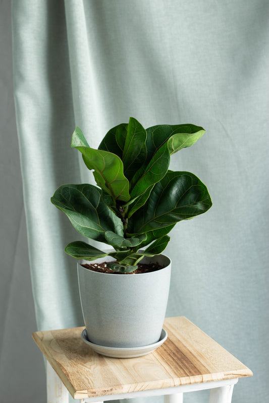 Fiddle Leaf Fig