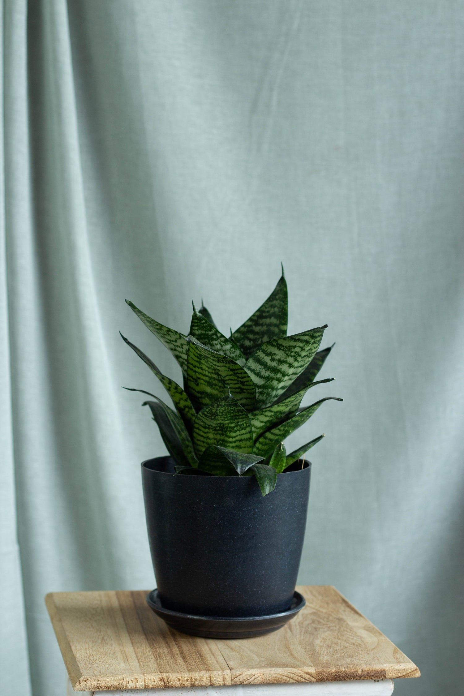 sansevieria hahlii Sansevieria Hahnii – Bloomspace