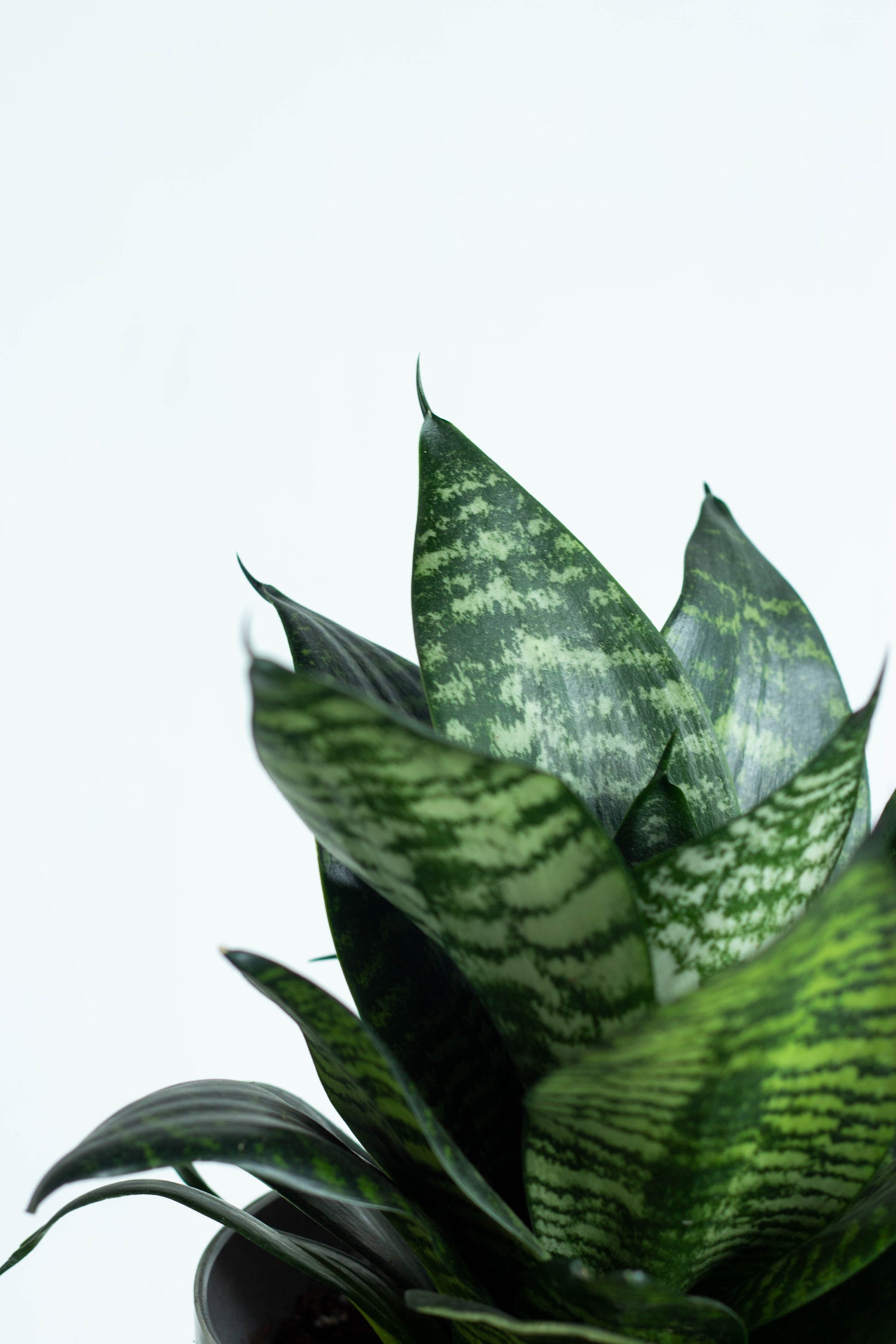 sansevieria hahnii grande Sansevieria Hahnii – Bloomspace