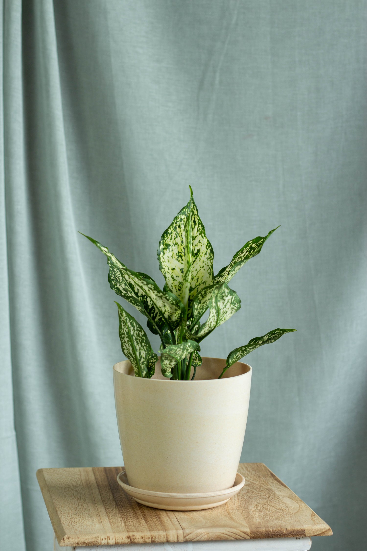 aglaonema snow leopard Aglaonema Snow White – Bloomspace