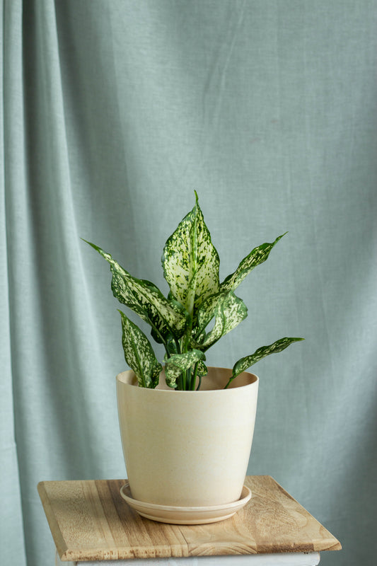 Aglaonema Snow White
