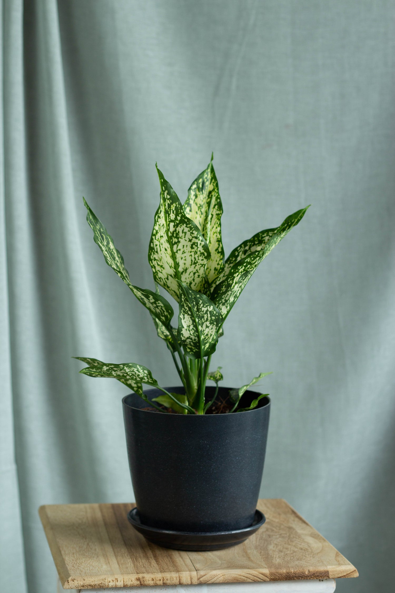 aglaonema compacta Aglaonema Snow White – Bloomspace