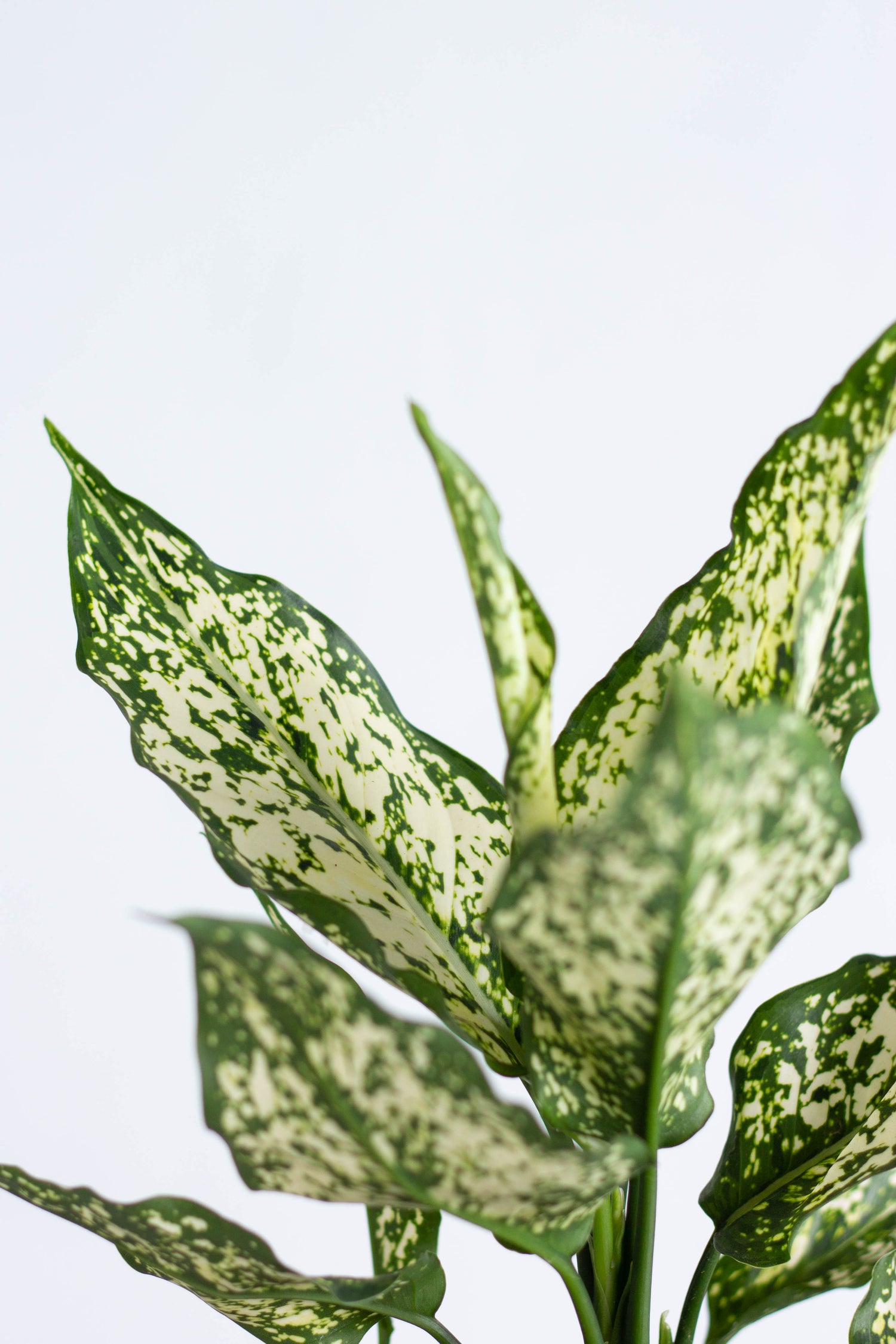 aglaonema green with white spots Aglaonema Snow White – Bloomspace