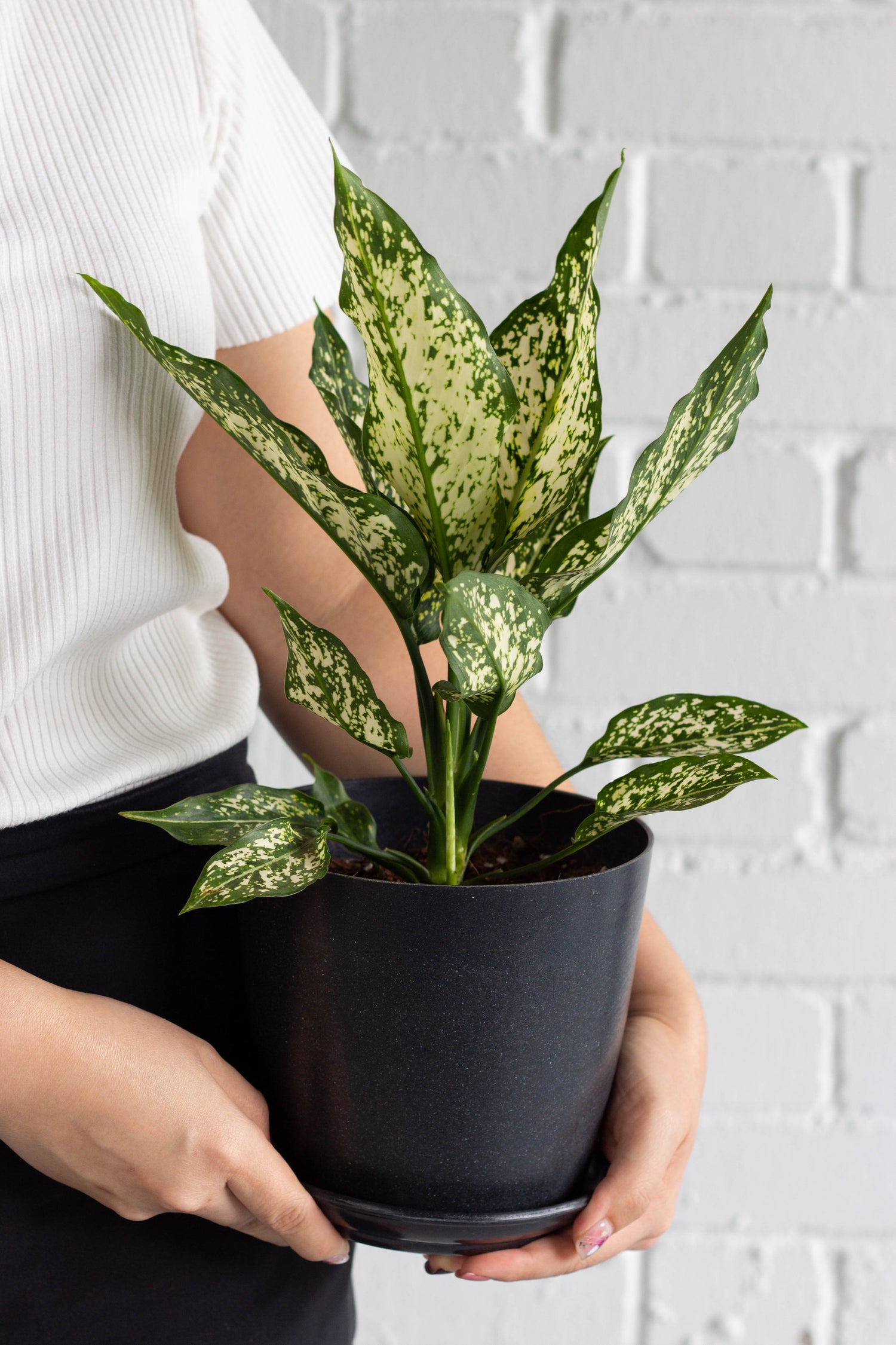 aglaonema snow Aglaonema Snow White – Bloomspace