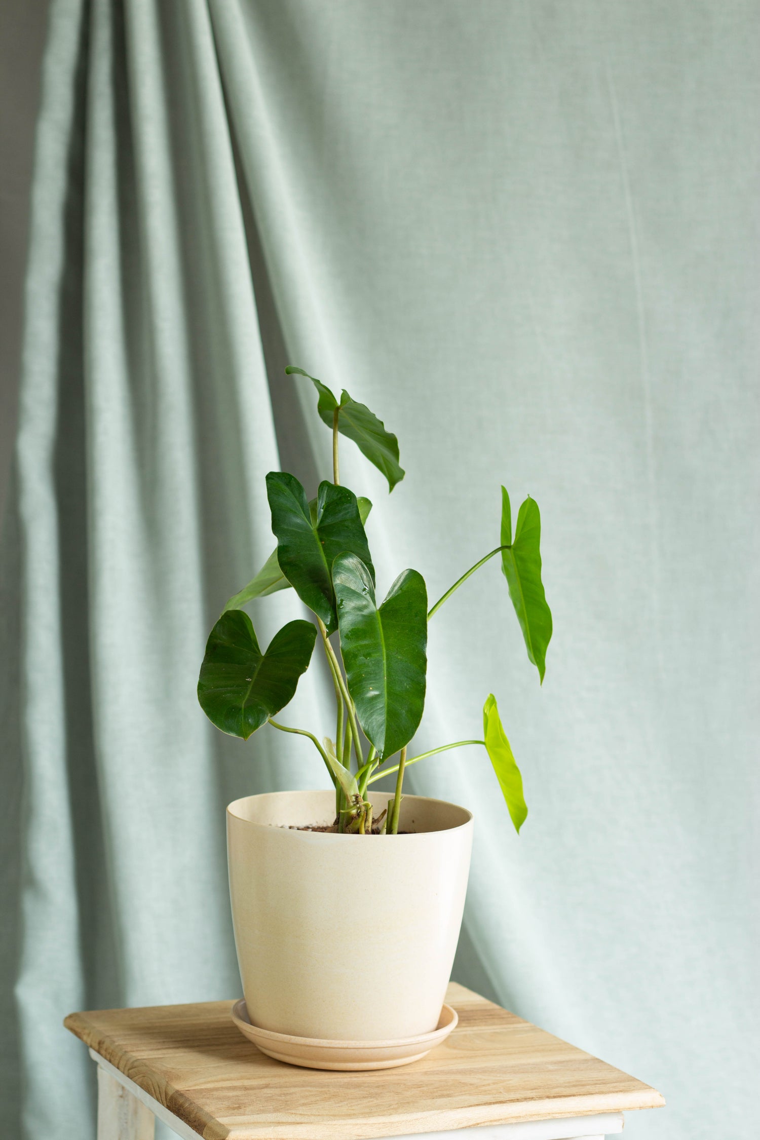 burle marx philodendron indoor Philodendron Burle Marx – Bloomspace