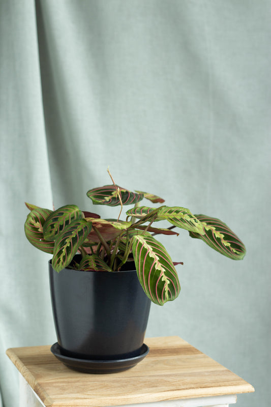 Maranta Leuconeura