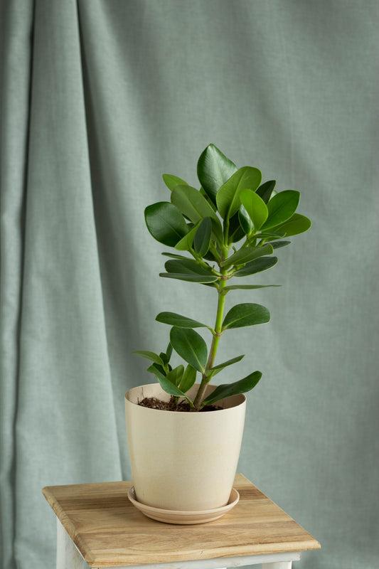 Clusia Rosea Princess