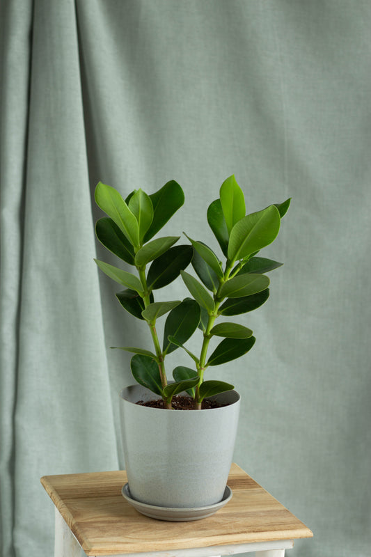 Clusia Rosea Princess