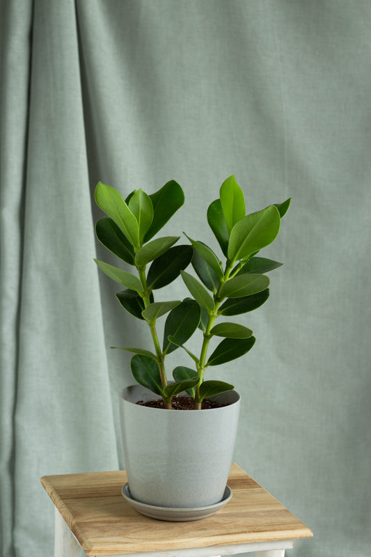 Clusia Rosea Princess