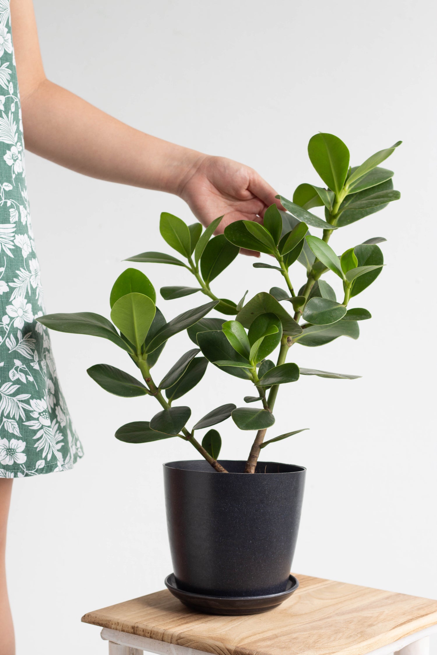 clusia plant indoor care Clusia Rosea Princess – Bloomspace