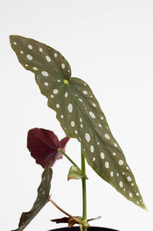 Begonia Maculata