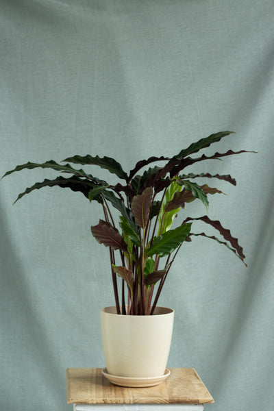 Calathea Wavestar – Bloomspace
