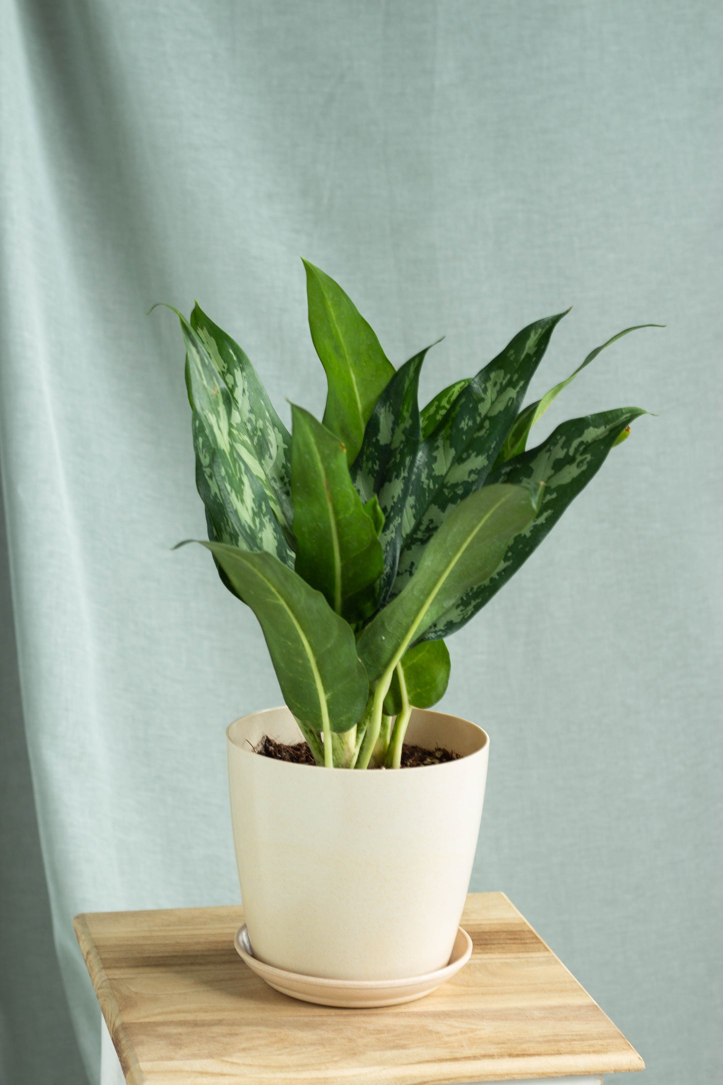 aglaonema maria light Aglaonema Maria – Bloomspace
