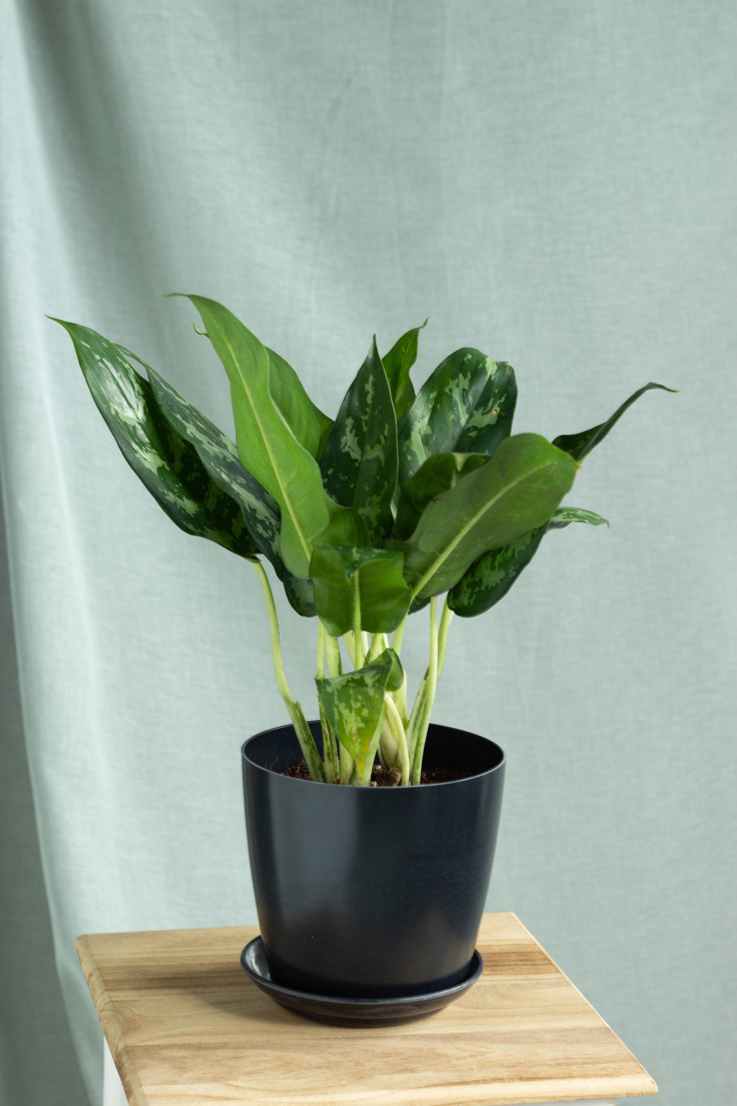 aglaonema super maria Aglaonema Maria – Bloomspace