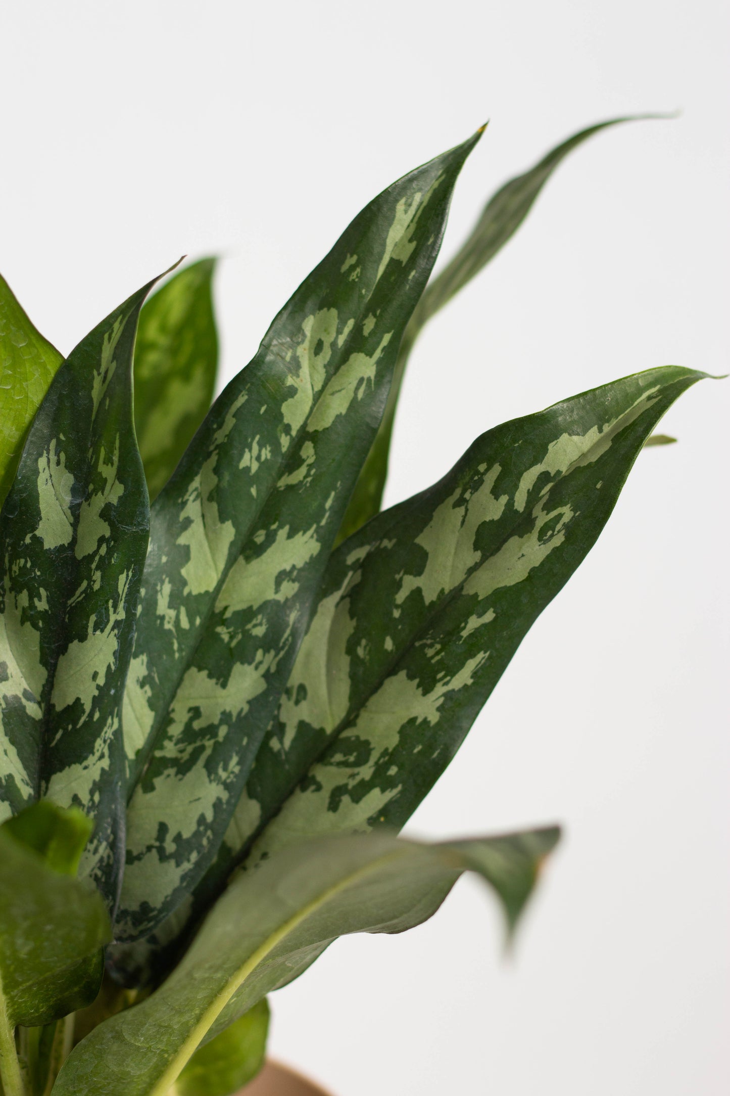 aglaonema super maria Aglaonema Maria – Bloomspace