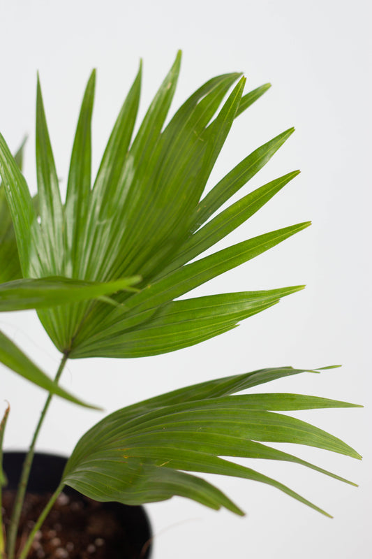 Chinese Fan Palm