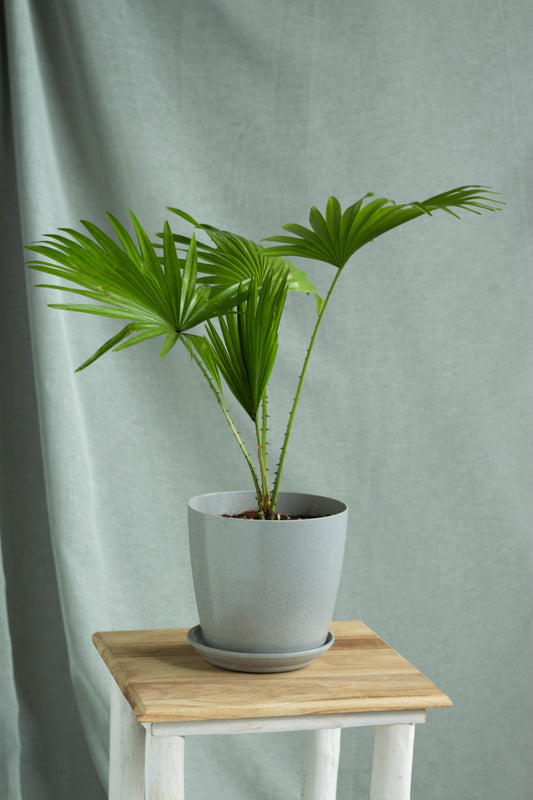 Chinese Fan Palm